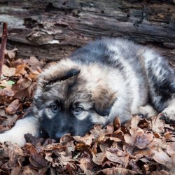 2015 Puppy Orange