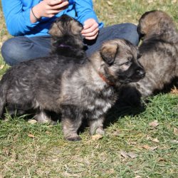 2015 Puppy Orange