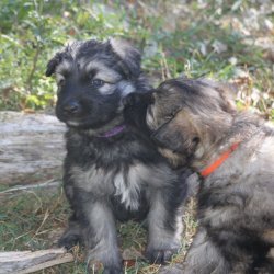 2015 Puppy Orange