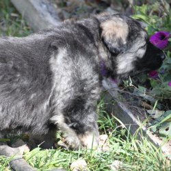 2015 Puppy Purple
