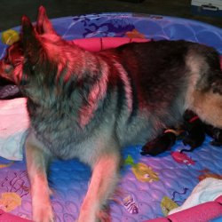 2016 Shiloh Shepherd Puppies - Week 1