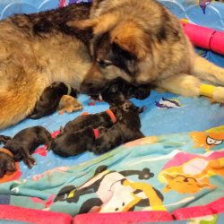 2016 Shiloh Shepherd Puppies - Week 1