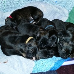 2016 Shiloh Shepherd Puppies - Week 1