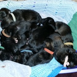 2016 Shiloh Shepherd Puppies - Week 1