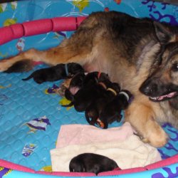 2016 Shiloh Shepherd Puppies - Week 1