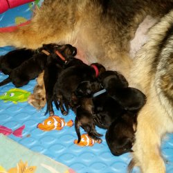 2016 Shiloh Shepherd Puppies - Week 2