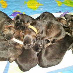 2016 Shiloh Shepherd Puppies - Week 2