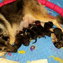 2016 Shiloh Shepherd Puppies - Week 2