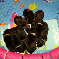 2016 Shiloh Shepherd Puppies - Week 2