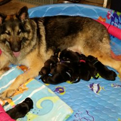 2016 Shiloh Shepherd Puppies - Week 2