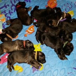 2016 Shiloh Shepherd Puppies - Week 2