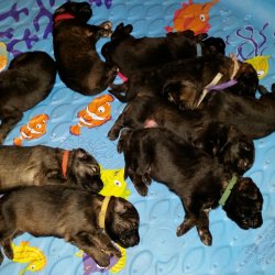 2016 Shiloh Shepherd Puppies - Week 2