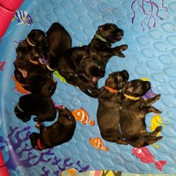 2016 Shiloh Shepherd Puppies - Week 2