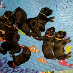 2016 Shiloh Shepherd Puppies - Week 2