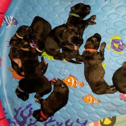 2016 Shiloh Shepherd Puppies - Week 2