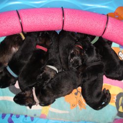 2016 Shiloh Shepherd Puppies - Week 2