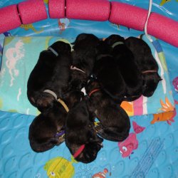 2016 Shiloh Shepherd Puppies - Week 2