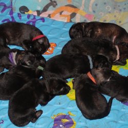 2016 Shiloh Shepherd Puppies - Week 2