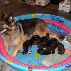 2016 Shiloh Shepherd Puppies - Week 2