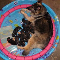 2016 Shiloh Shepherd Puppies - Week 2