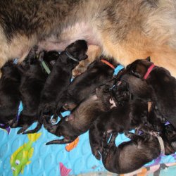 2016 Shiloh Shepherd Puppies - Week 2