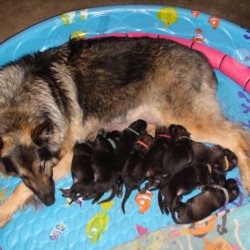 2016 Shiloh Shepherd Puppies - Week 2