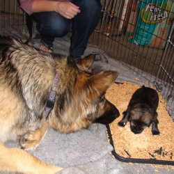 2016 Shiloh Shepherd Puppies - Week 3