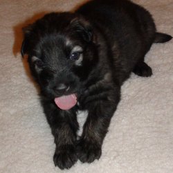 2016 Shiloh Shepherd Puppies - Week 4