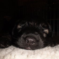 2016 Shiloh Shepherd Puppies - Week 4