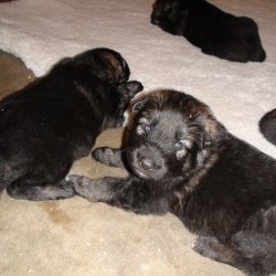 2016 Shiloh Shepherd Puppies - Week 4