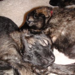 2016 Shiloh Shepherd Puppies - Week 4