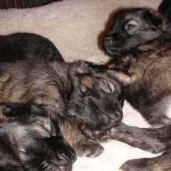 2016 Shiloh Shepherd Puppies - Week 4