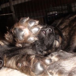 2016 Shiloh Shepherd Puppies - Week 4