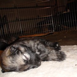 2016 Shiloh Shepherd Puppies - Week 4