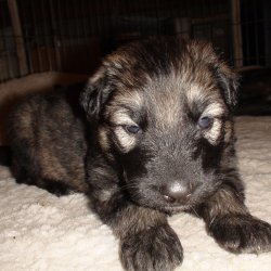 2016 Shiloh Shepherd Puppies - Week 4