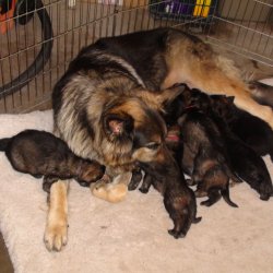 2016 Shiloh Shepherd Puppies - Week 4