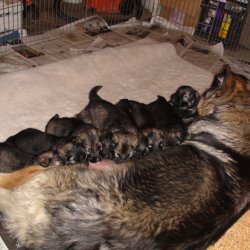 2016 Shiloh Shepherd Puppies - Week 5