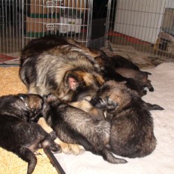 2016 Shiloh Shepherd Puppies - Week 5