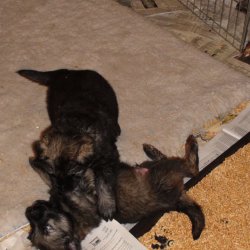 2016 Shiloh Shepherd Puppies - Week 5